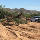 Illustration for article titled Outrage: New Video Shows Bulldozers Destroying Americas Most Iconic Cacti to Build Trumps Border Wall
